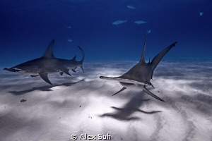 Great Hammerheads while on a dive expedition in Bimini, B... by Alex Suh 